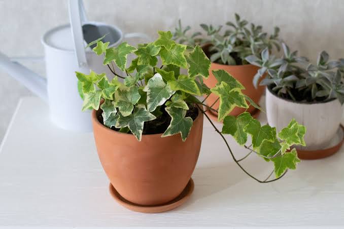 Ivy plant on wall